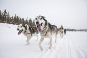 sleehondentocht | Whitehorse